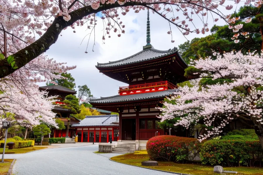 Sakura Döneminde Kore Japonya Gezisi