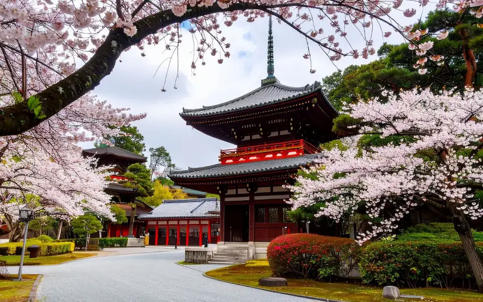 Sakura Döneminde Kore Japonya Gezisi